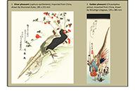Exhibition Page